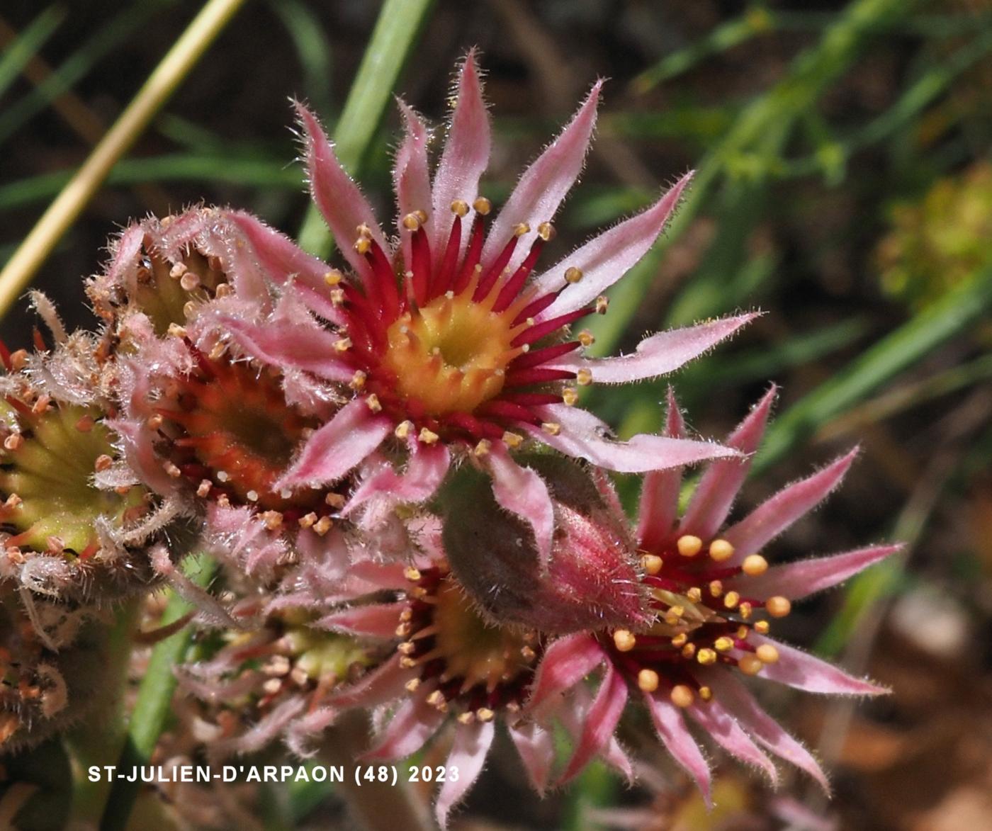 Houseleek, Common flower